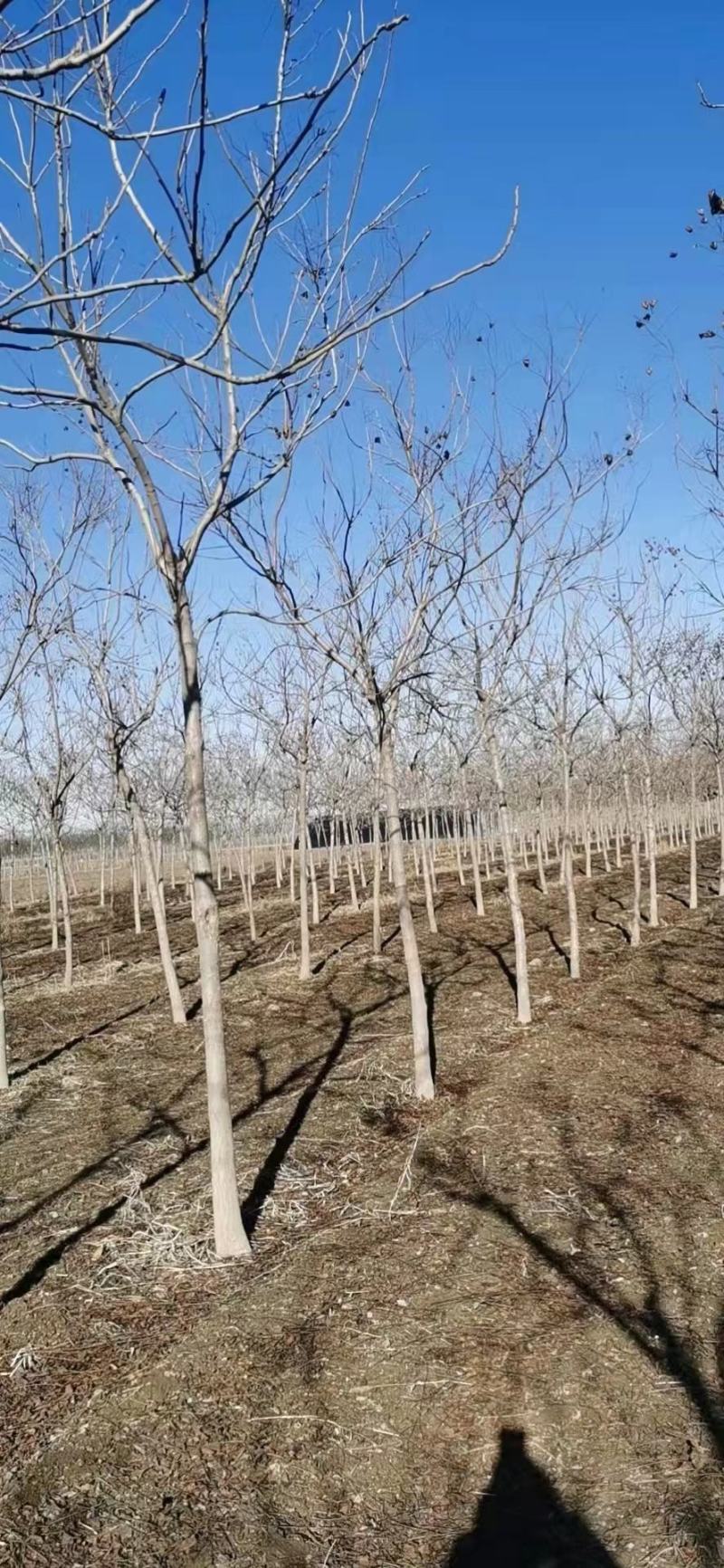 5公分栾树价格8公分栾树价格河北栾树基地