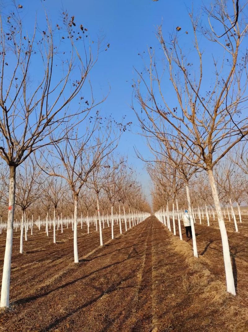 5公分栾树价格8公分栾树价格河北栾树基地