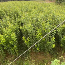 油奈树苗