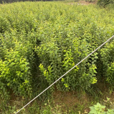 油奈树苗