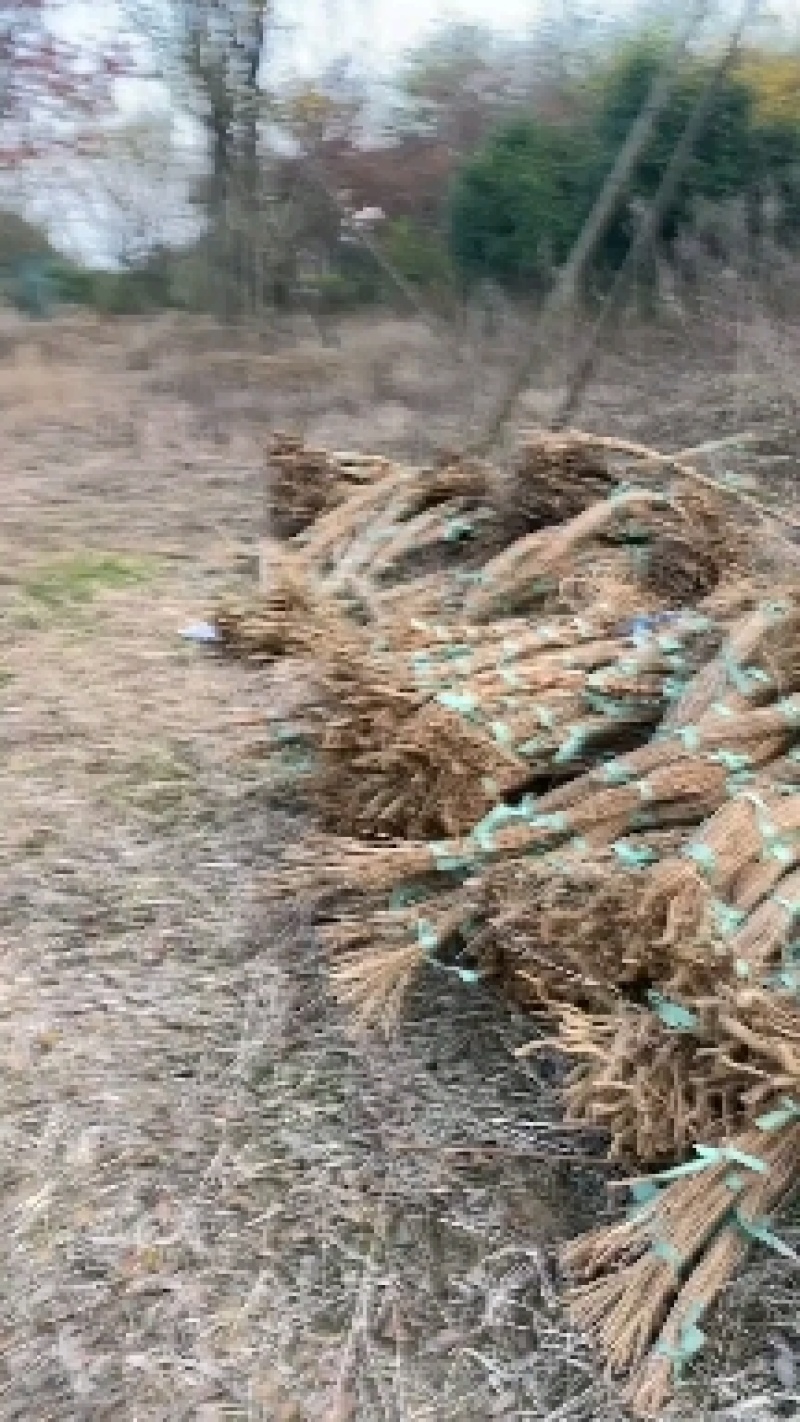 大量供应爬山虎凌宵紫藤油麻藤.常青藤五叶地锦