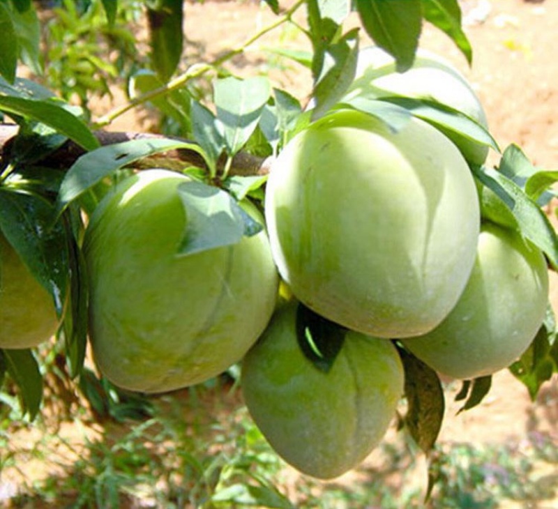 油奈树苗