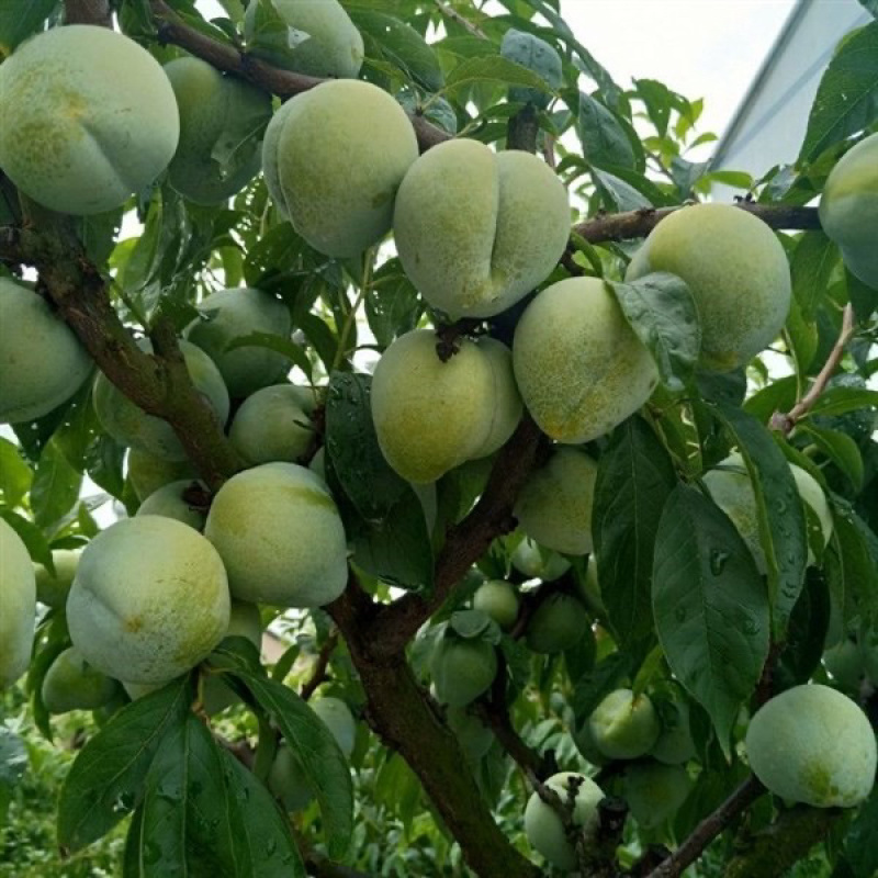 油奈树苗