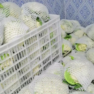 精品有机花.基地直销！价格美丽！