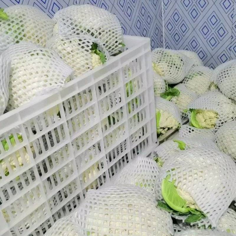 精品有机花.基地直销！价格美丽！