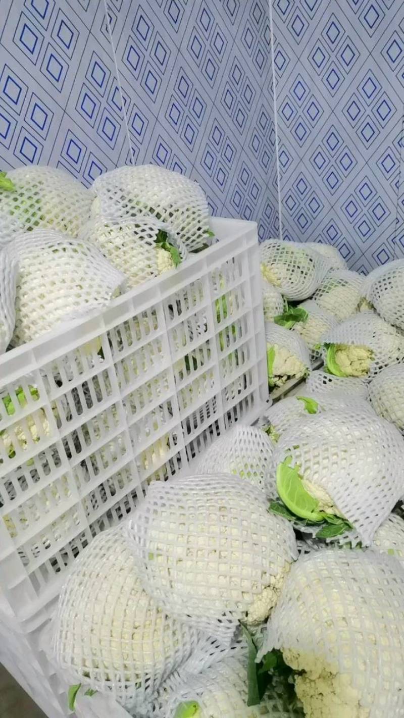 精品有机花.基地直销！价格美丽！