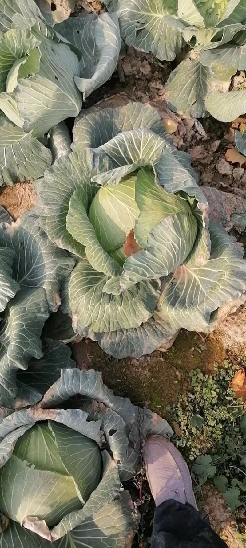 甘蓝京丰1号甘蓝（包菜）量大从优对接全国