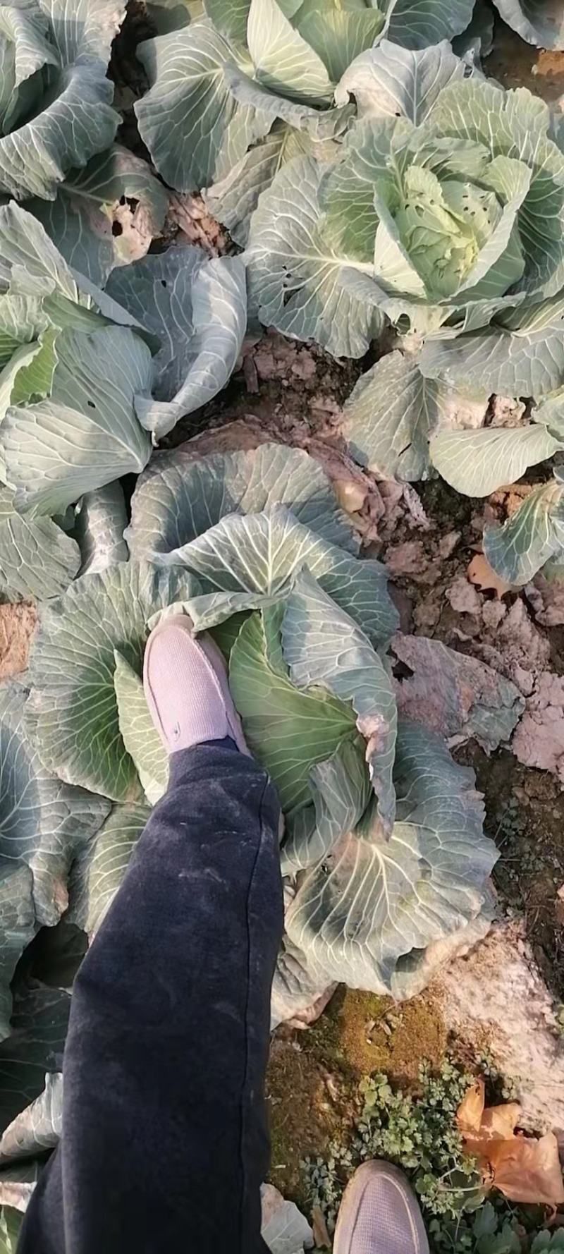 甘蓝京丰1号甘蓝（包菜）量大从优对接全国