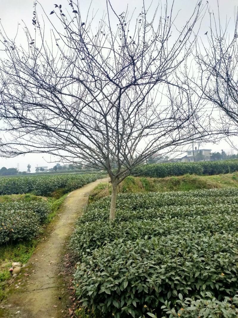 翠丝海棠产地直发诚信经营欢迎进店咨询选购