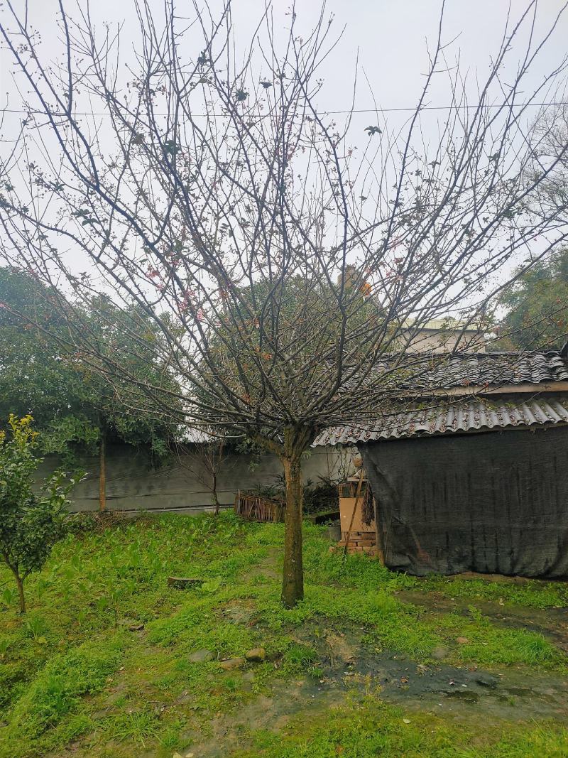 翠丝海棠产地直发诚信经营欢迎进店咨询选购