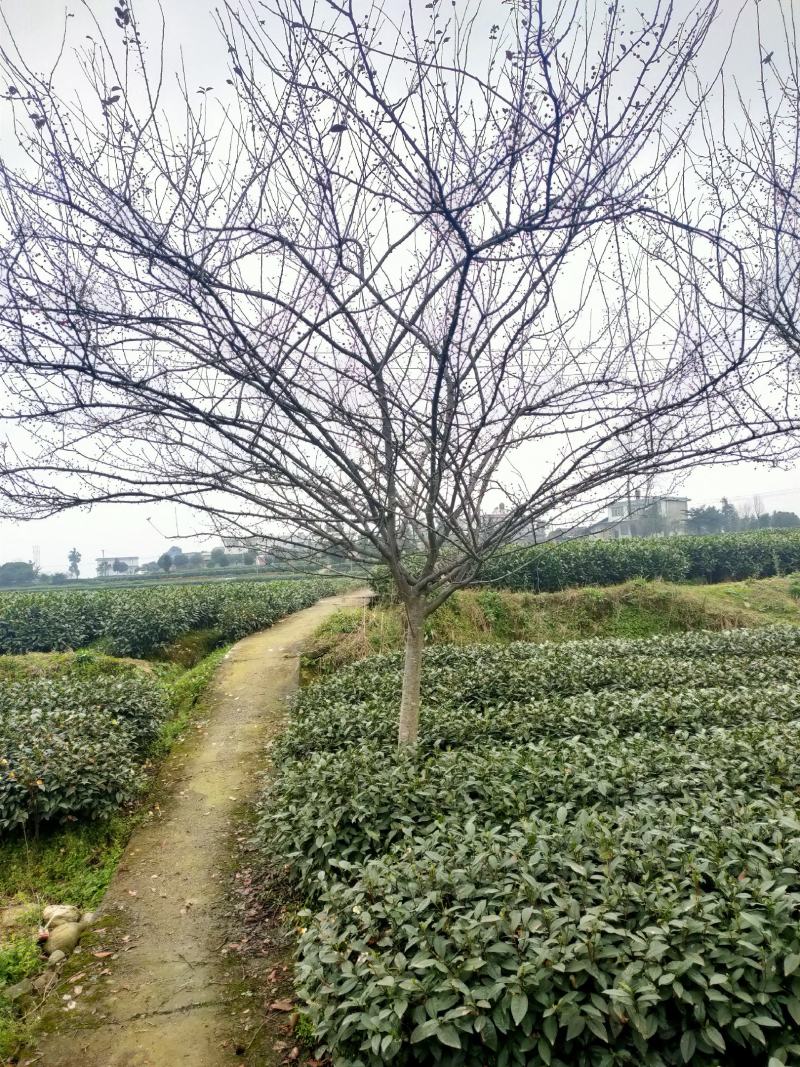 翠丝海棠产地直发诚信经营欢迎进店咨询选购