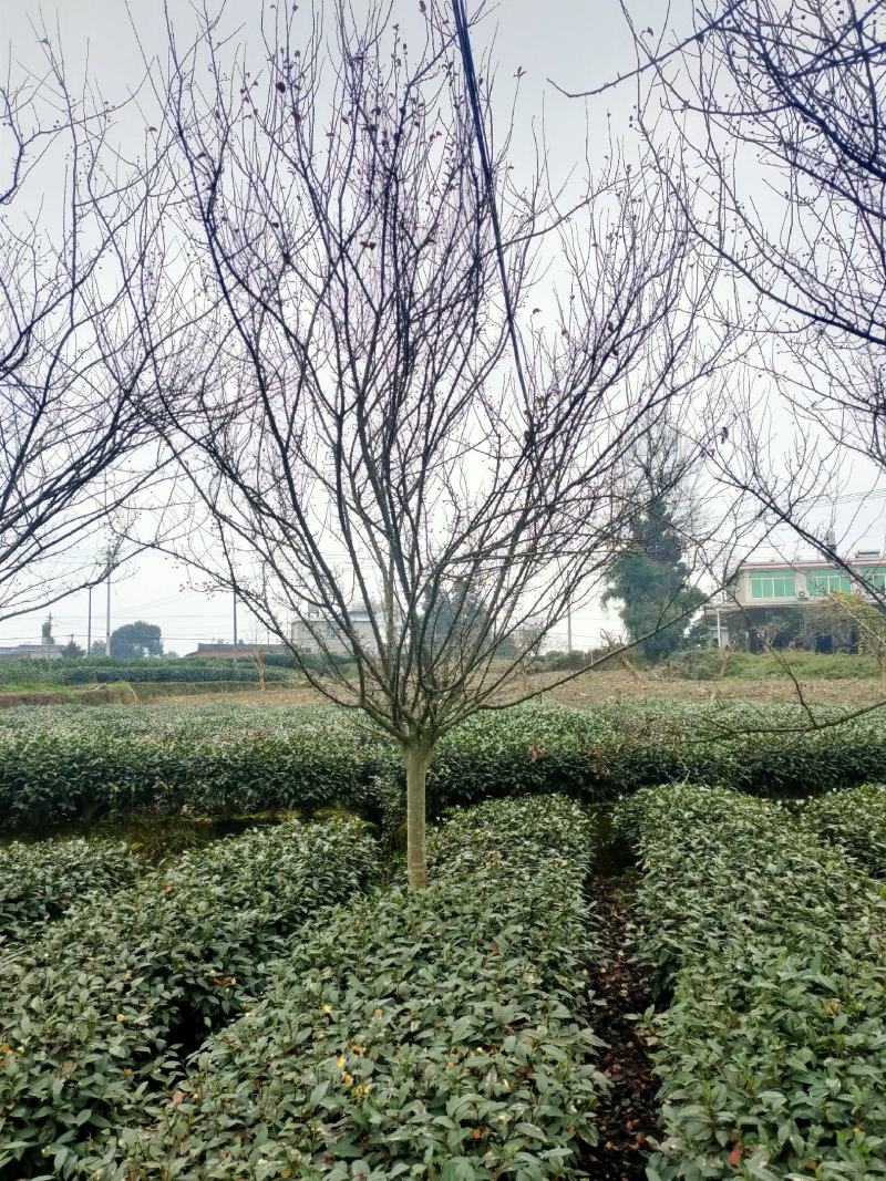 翠丝海棠产地直发诚信经营欢迎进店咨询选购