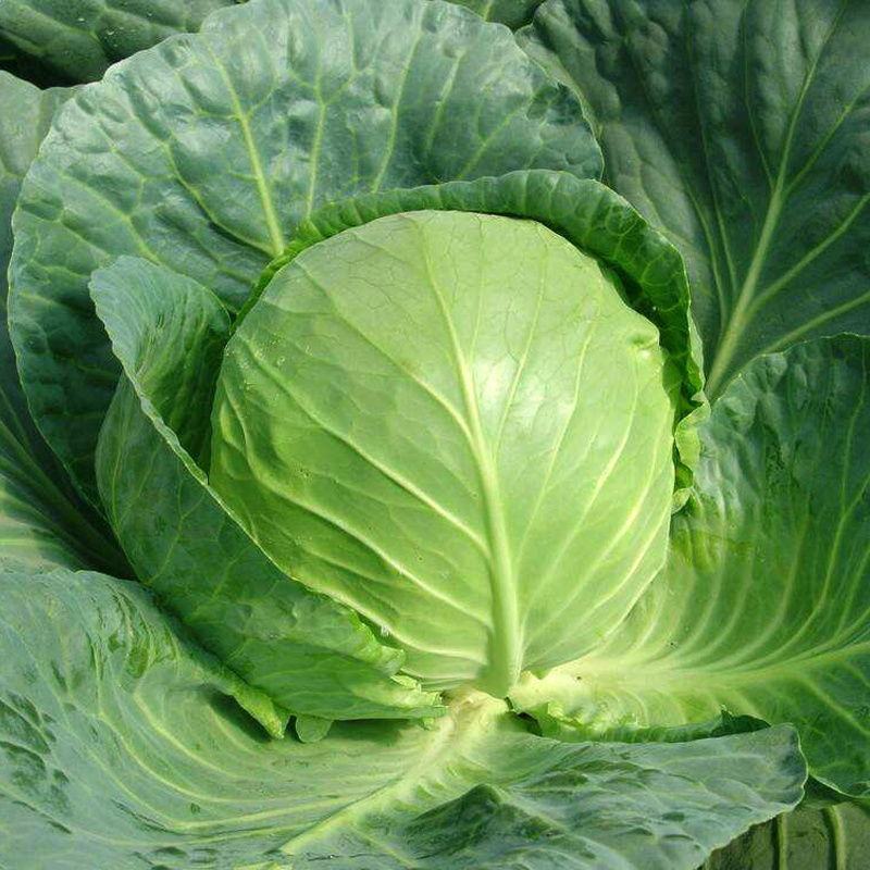 甘蓝京丰1号甘蓝（包菜）量大从优对接全国