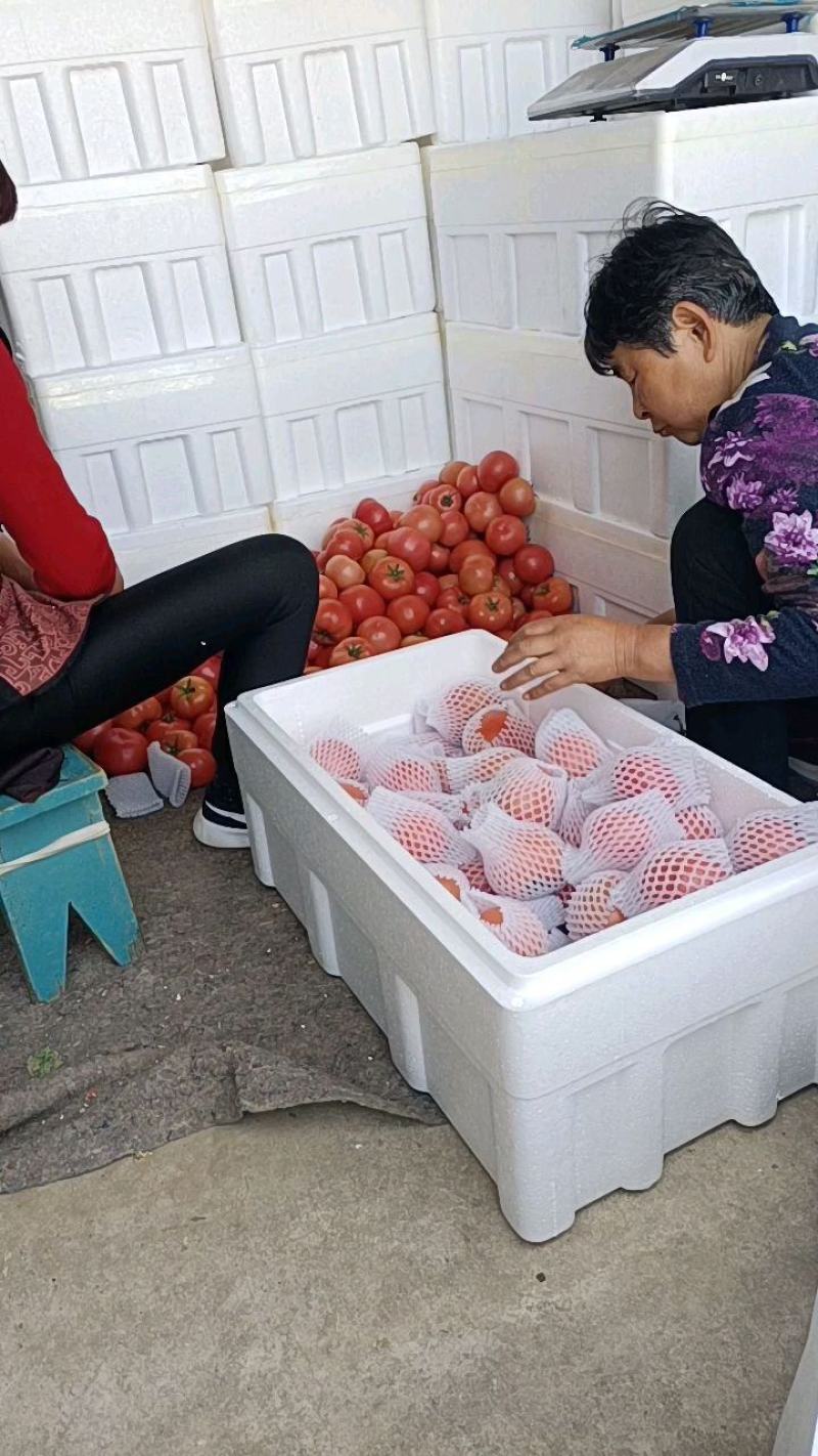 山东海阳普罗旺斯西红柿水果西红柿沙瓤团购礼盒包装