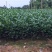 茶苗量大从优品种纯正根系发达产地直发