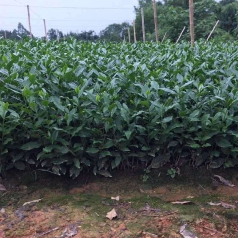 茶苗量大从优品种纯正根系发达产地直发