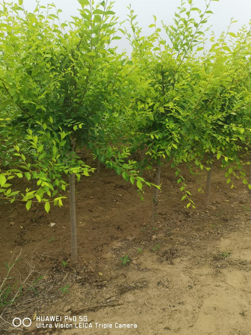 营养杯金叶榆小苗价格多少河北金叶榆小苗基地