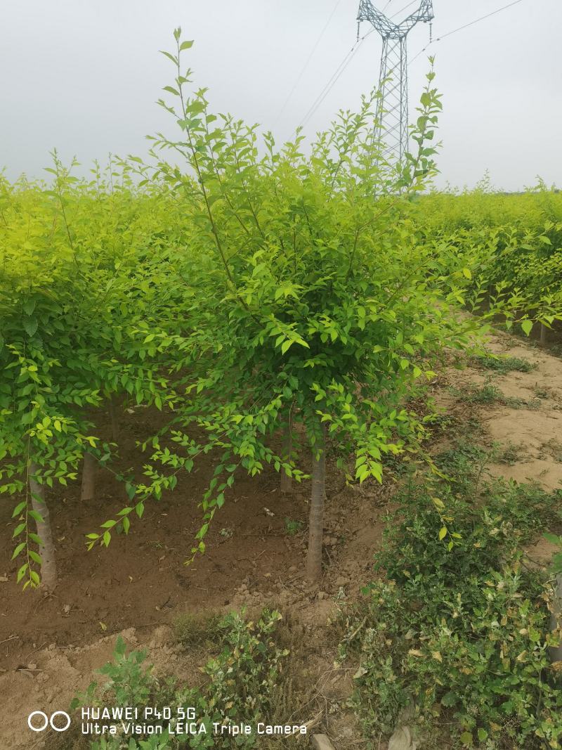 营养杯金叶榆小苗价格多少河北金叶榆小苗基地
