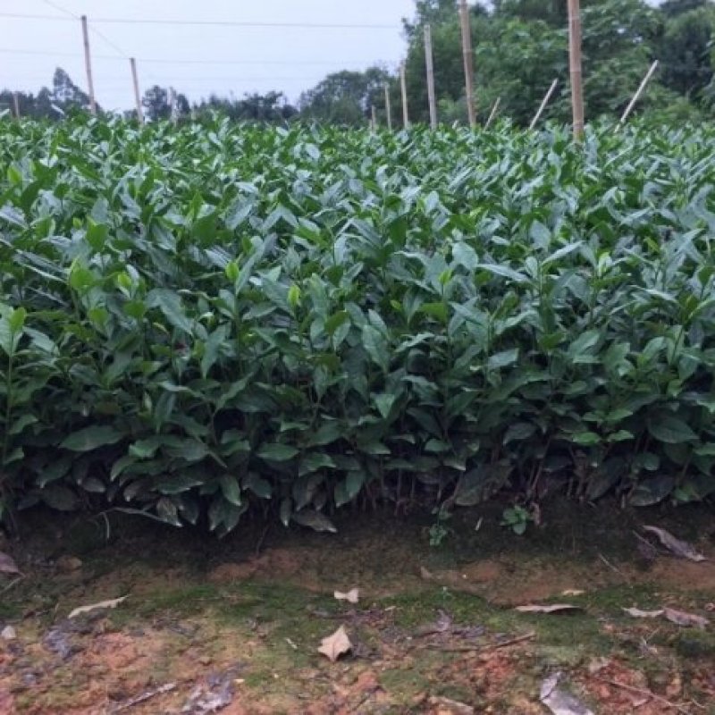 茶苗量大从优品种纯正根系发达产地直发