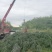 柳沙规格齐全品质优良欢迎进店咨询选购