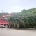 柳沙规格齐全品质优良欢迎进店咨询选购