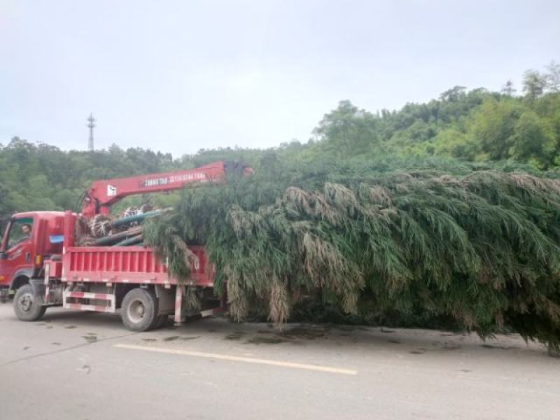 柳沙规格齐全品质优良欢迎进店咨询选购