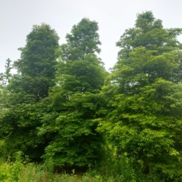 桢楠树生产基地直销欢迎进店咨询选购