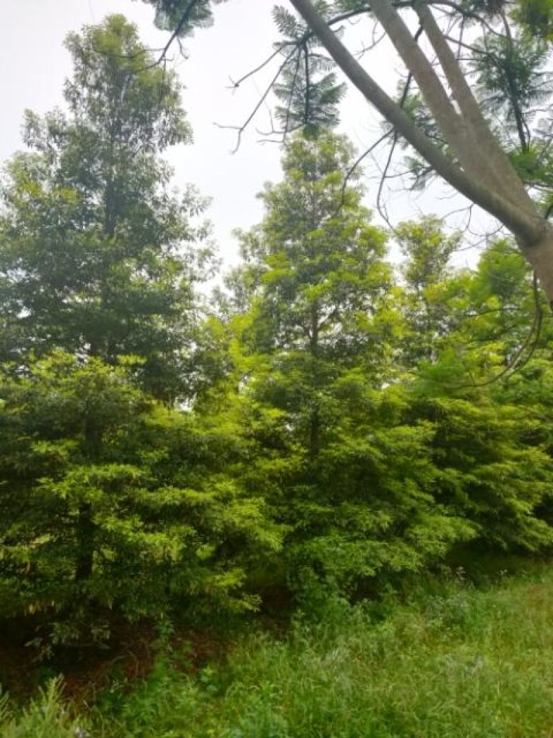 桢楠树生产基地直销欢迎进店咨询选购