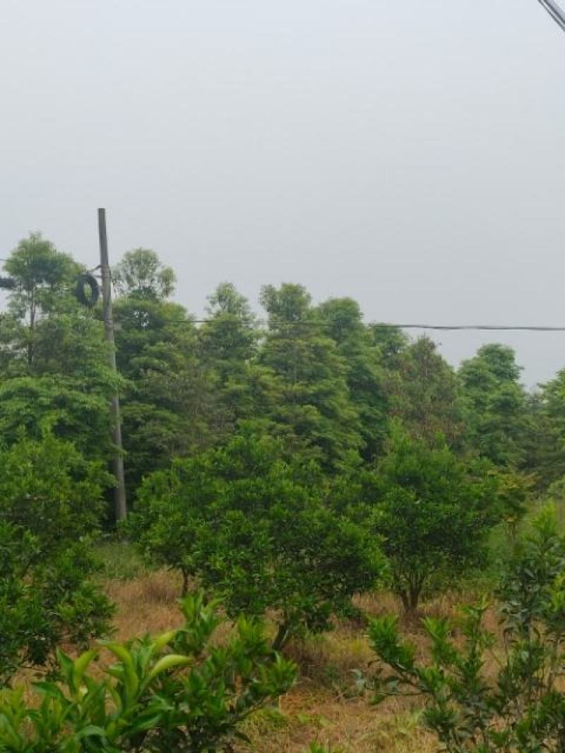 桢楠树生产基地直销欢迎进店咨询选购