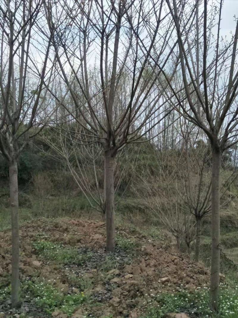 樱花树诚信经营欢迎各采购商进店咨询选购