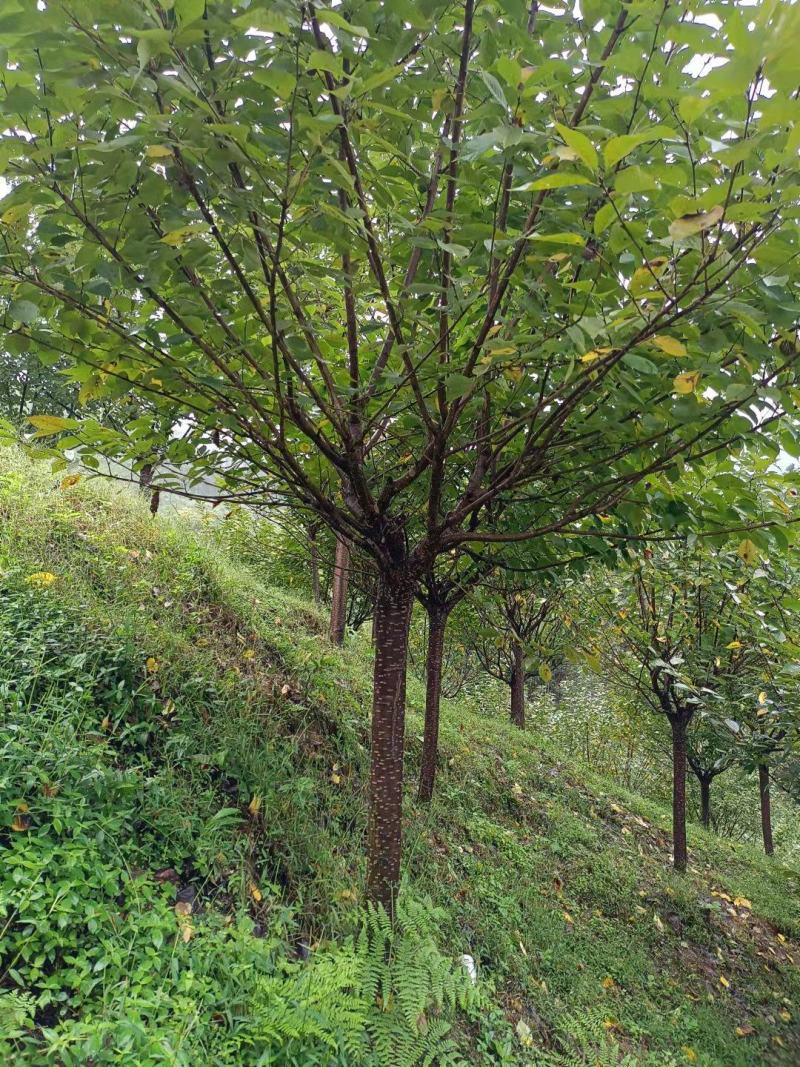 樱花树诚信经营欢迎各采购商进店咨询选购