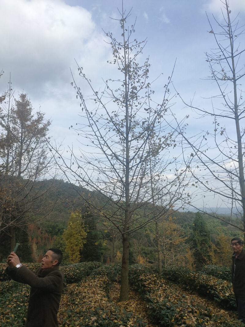 银杏树多种规格诚信经营产地直发欢迎咨询
