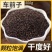 大别山野生车前子车前草籽车前子茶车前子