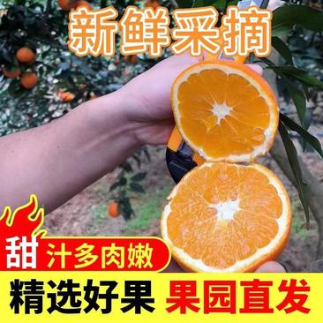 重庆奉节精品脐橙橙子奉节脐橙产地直发货量充足