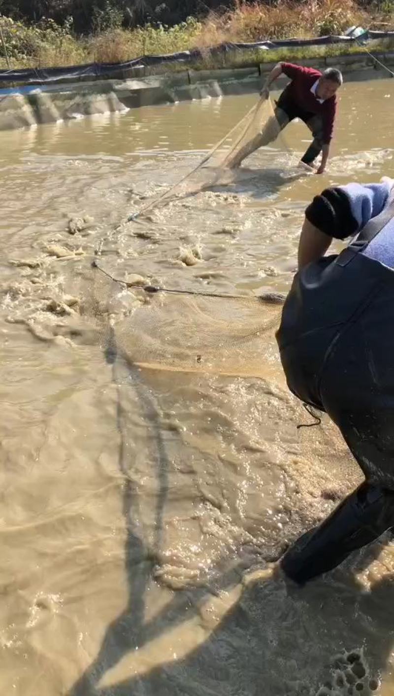 黔东南精品鲤鱼，稻花鱼，大量现货，大量批发