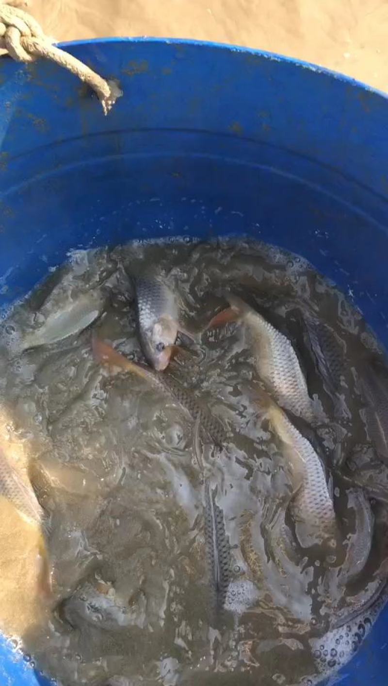 黔东南精品鲤鱼，稻花鱼，大量现货，大量批发