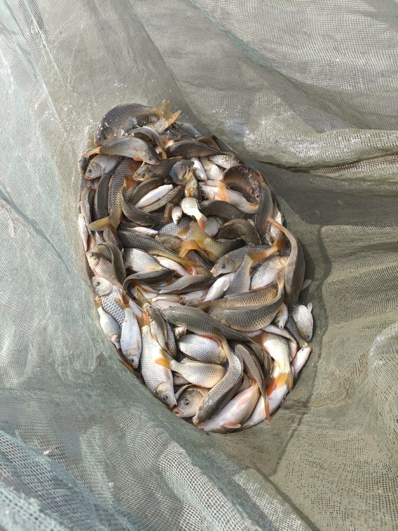 黔东南精品鲤鱼，稻花鱼，大量现货，大量批发