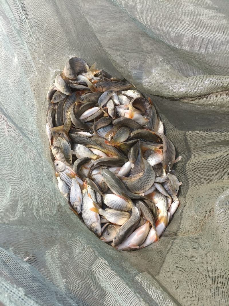黔东南精品鲤鱼，稻花鱼，大量现货，大量批发