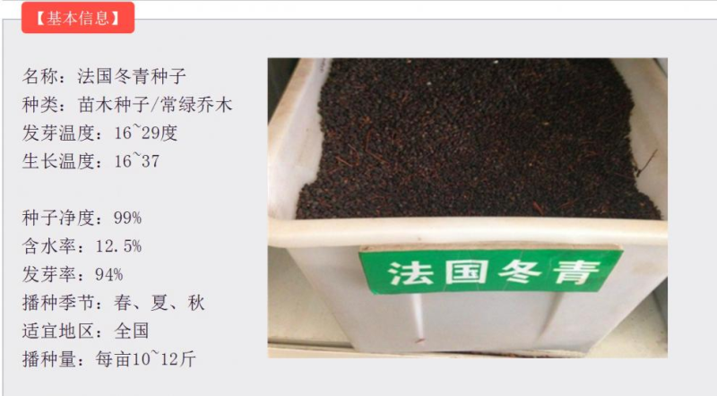 新采法国冬青种子庭院别墅工程绿化园林种植大叶冬青小叶冬青