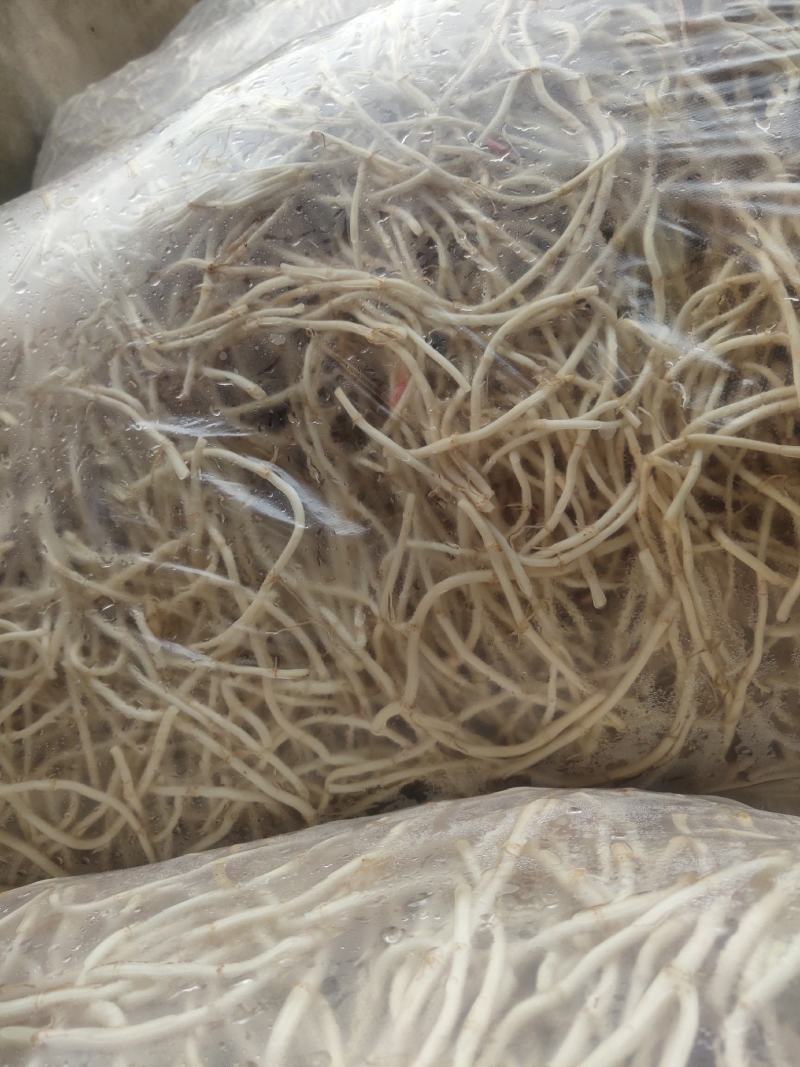 湖北当阳鱼腥草根新根大量上市