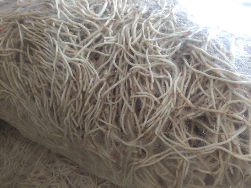 湖北当阳鱼腥草根新根大量上市
