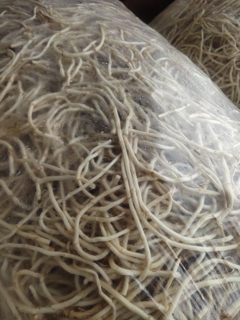 湖北当阳鱼腥草根新根大量上市
