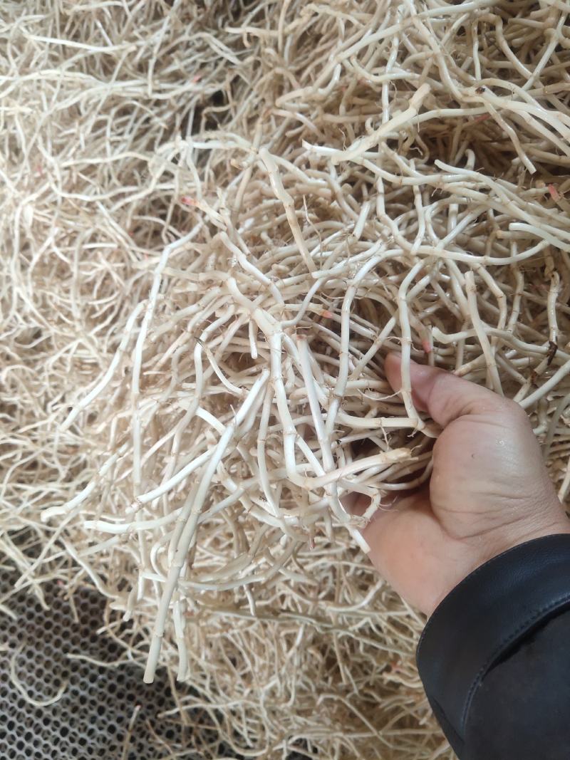 湖北当阳鱼腥草根新根大量上市