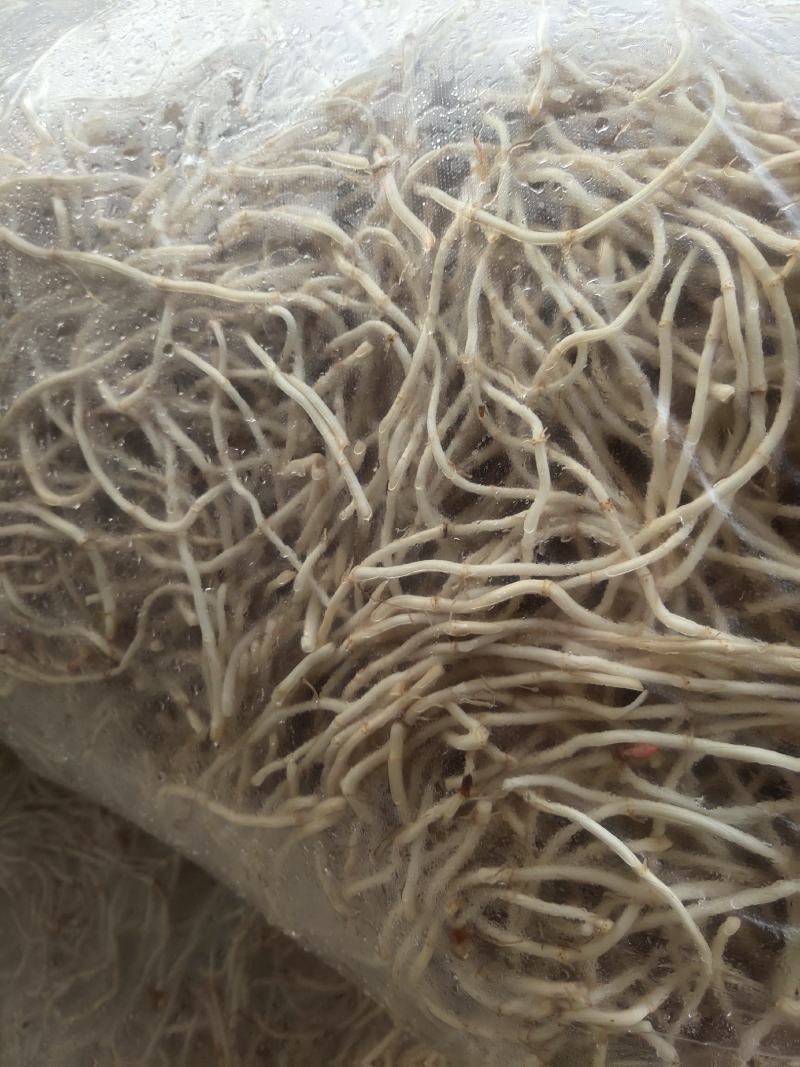 湖北当阳鱼腥草根新根大量上市