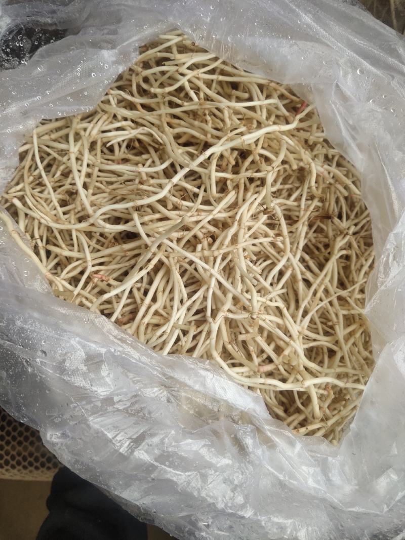 湖北当阳鱼腥草根新根大量上市