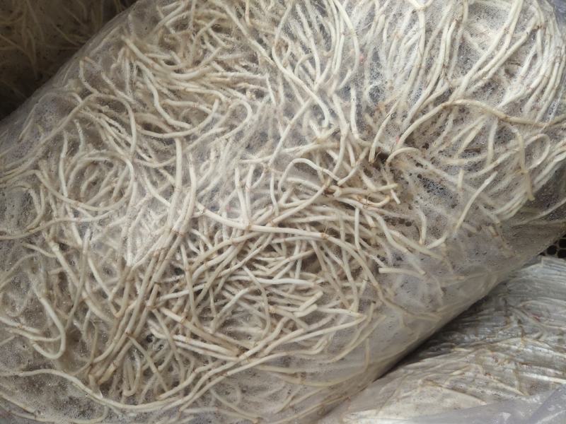 湖北当阳鱼腥草根新根大量上市