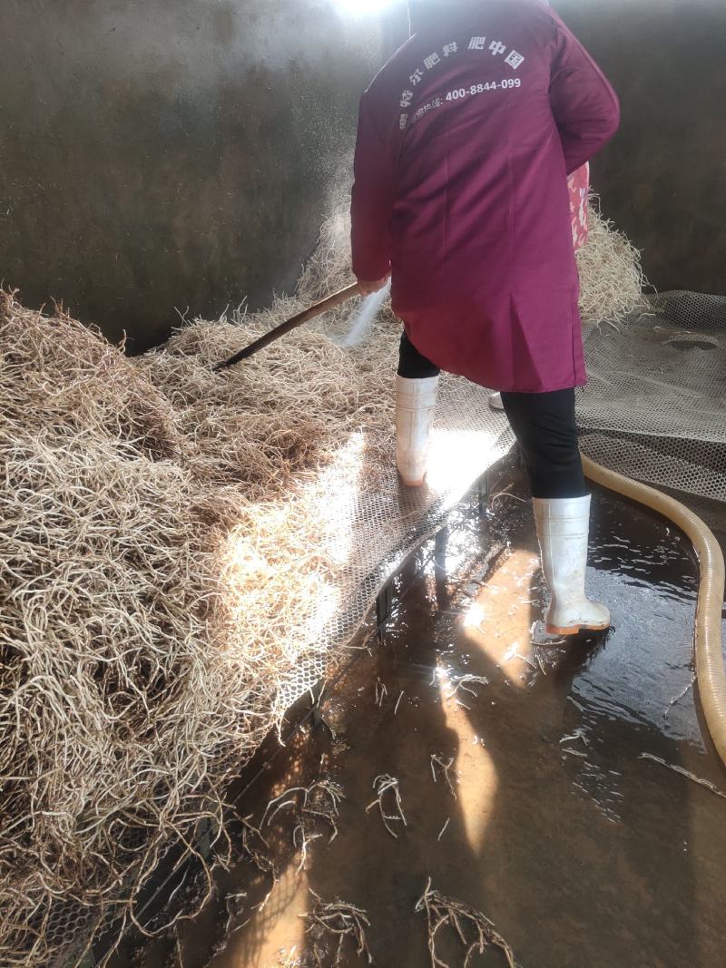 湖北当阳鱼腥草根新根大量上市