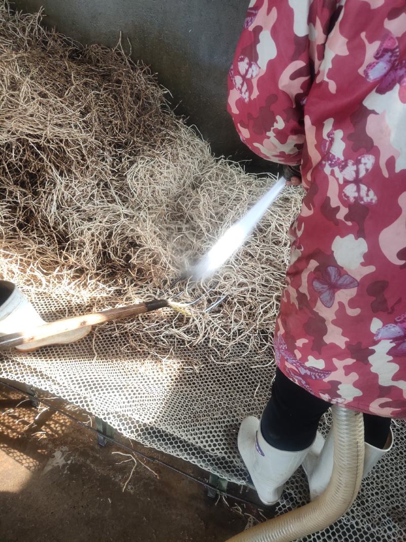 湖北当阳鱼腥草根新根大量上市