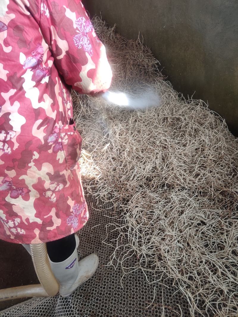 湖北当阳鱼腥草根新根大量上市