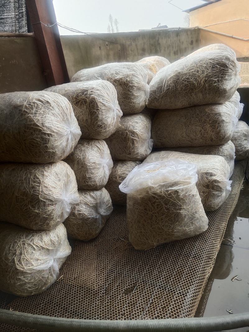湖北当阳鱼腥草根新根大量上市